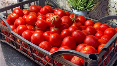 هل يتم رش الطماطم بمادة الإيثريل لتسريع نضجها؟.. وزارة الزراعة تكشف الحقيقة 