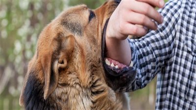 59 ألف حالة وفاة سنويًا، جهود عالمية للقضاء على السعار بحلول 2030