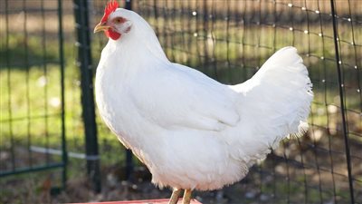 85 جنيها للكيلو، انخفاض أسعار الدواجن وتحقيق فائض 15%