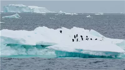 الجليد البحري في 