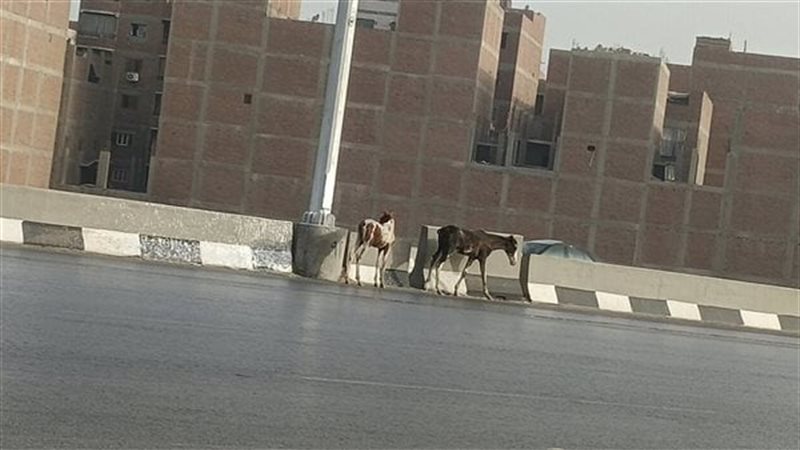 ظهور خيول على الطريق
