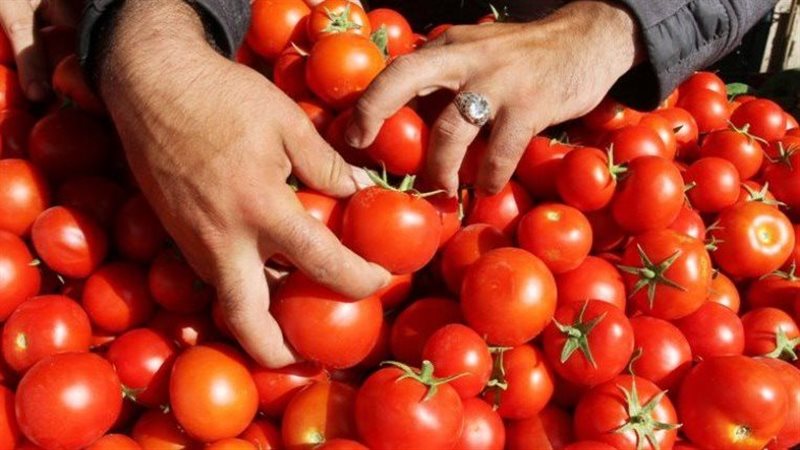 موعد انخفاض سعر الطماطم