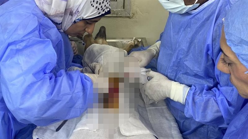 تطعيم الكلاب الضالة