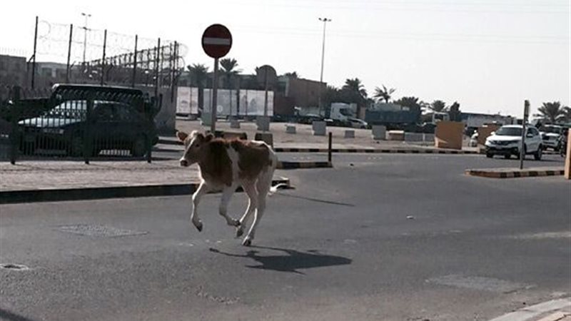 بقرة تتسبب في انقلاب