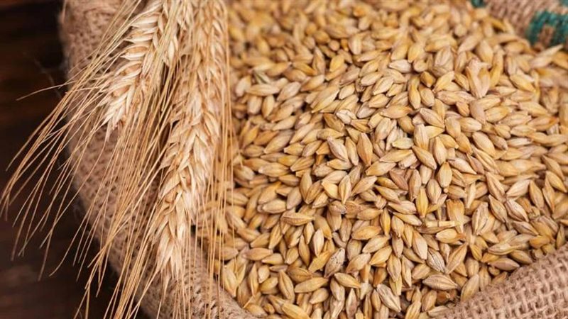 سعر طن الأرز الشعير