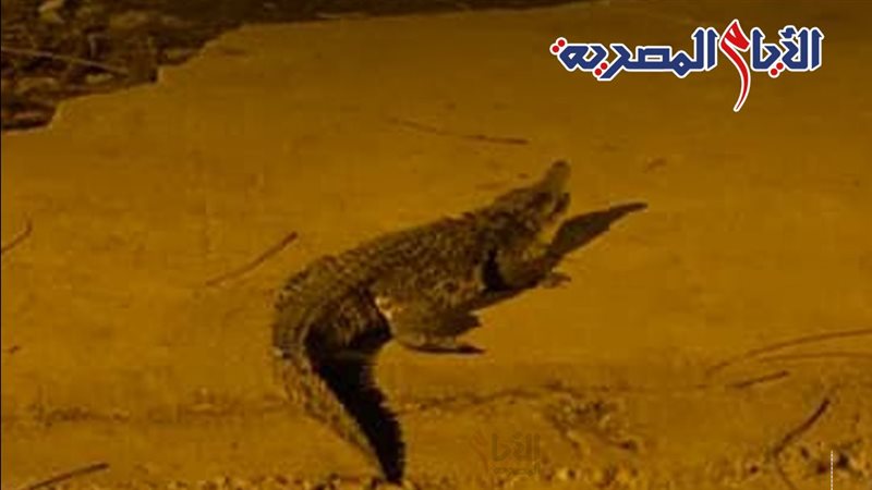 تمساح في شوارع حدائق
