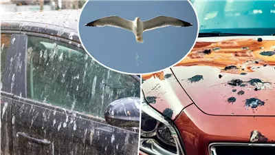 اختيار لون عربيتك مهم، فضلات الطيور تهدد سيارات معينة ما القصة؟