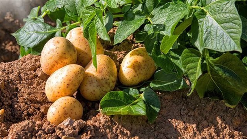 تقاوي البطاطس