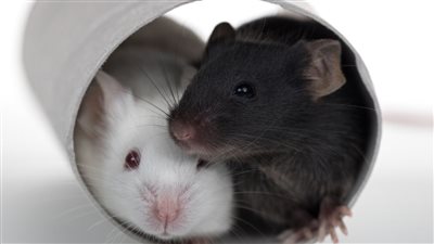 تركيبة دوائية تزيد عمر الفئران الذكور بنسبة 73%، فهل تفيد البشر؟