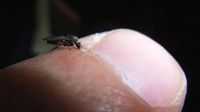 ما هي ذبابة الرمل السوداء القاتلة؟ أنهت حياة طفل في 3 أيام 