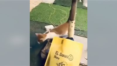 جريمة شنيعة، شاب يلقي قط من الشباك دون رحمة (شاهد بالفيديو)