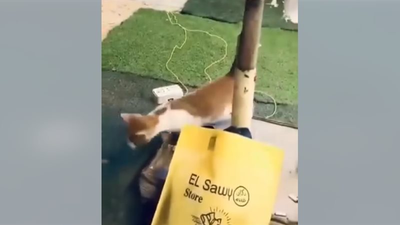 يرمي قطة من الشباك