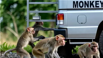 ابحث مع الشرطة، قرود هاربة تثير الرعب داخل ولاية ميسيسيبي الأمريكية (فيديو)