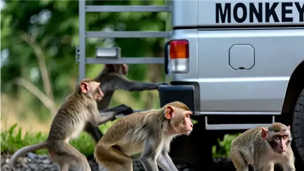 هروب قرود يثير الرعب