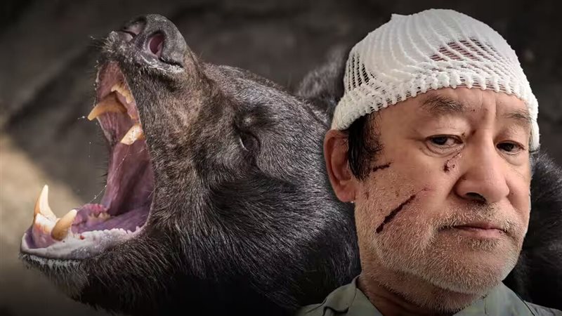 اليابان تطلب من الجيش إعدام الدببة