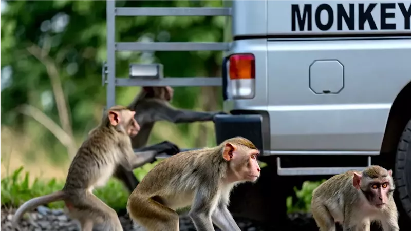 هروب قرود يثير الرعب