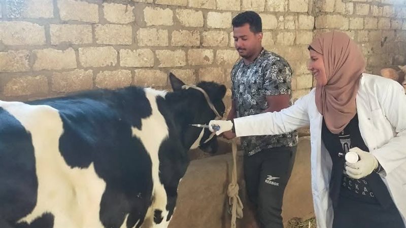 تحصين الماشية ضد مرضي الحمى القلاعية وحمى الوادي المتصدع