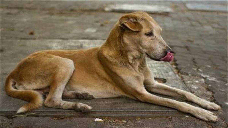 كلب مسعور - تعبيرية 