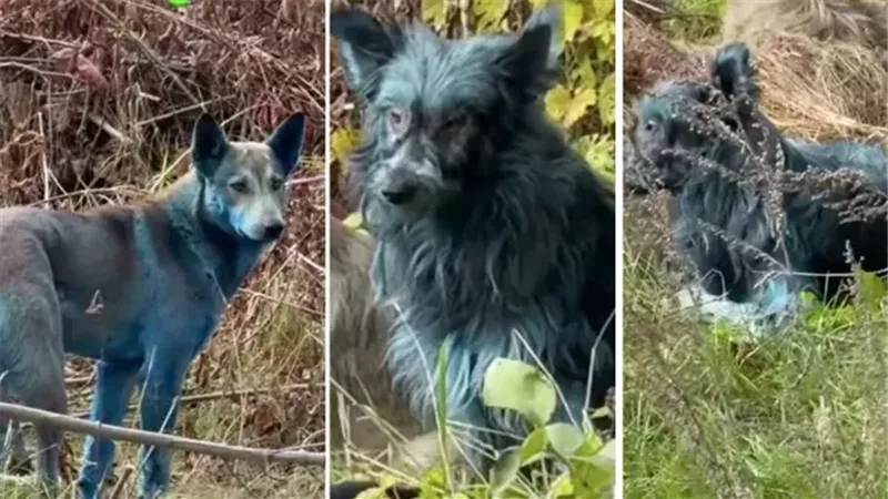 كلاب تشيرنوبيل الزرقاء