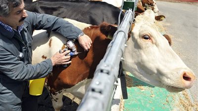 تحصين أكثر من 800 ألف رأس ماشية منذ انطلاق الحملة القومية الثالثة ضد الحمى القلاعية 