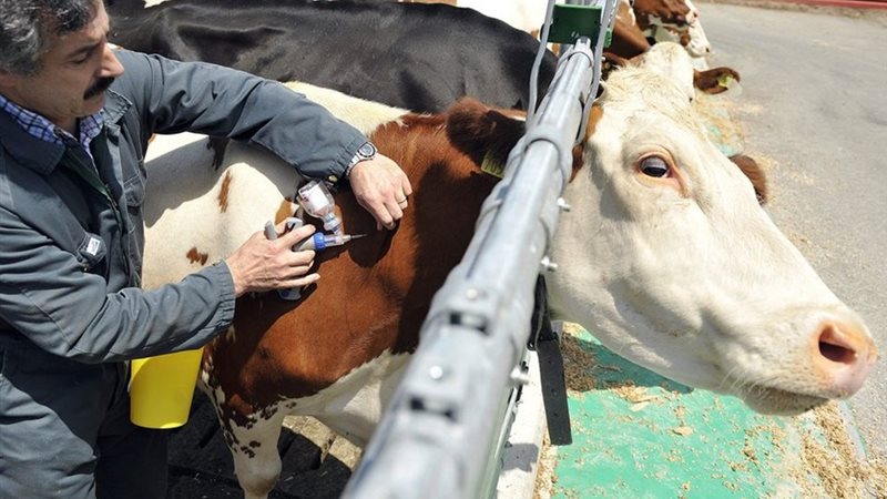 الحمى القلاعية