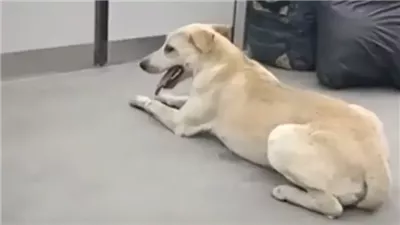 كلب ضال يهاجم فرد أمن وعامل نظافة بمحطة مترو حلوان